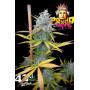 Семена каннабиса POUND CAKE Auto™