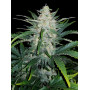 Семена каннабиса RHINO RYDER Auto