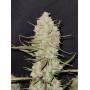 Семена каннабиса TROPICANA Cookies Auto