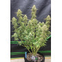 Сорт семян каннабиса Original AUTO MOBY DICK