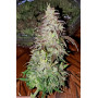 Сорт семян каннабиса Original AUTO SKUNK