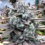 Семена конопли Dantes Inferno Feminised Silver от Error Seeds в Smartshop-smartshop.ua®