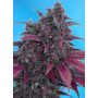 Cannabis seed variety DARK DEVIL AUTO®