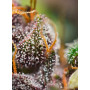 Cannabis seed variety FAST BUD #2 AUTO®