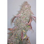 Семена каннабиса GELATO Auto