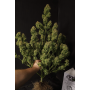 Семена каннабиса GORILLA COOKIES Auto