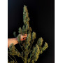Сорт семян каннабиса Original AUTO SOUR DIESEL