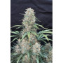 Сорт семян каннабиса Original AUTO AFGHAN KUSH
