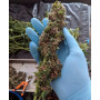 Семена конопли Auto Satori от Marley Seedbank - Smartshop-smartshop.ua®