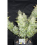 Сорт семян каннабиса Original AUTO WHITE WIDOW