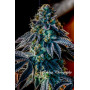 Сорт семян каннабиса Original AUTO JACK HERER
