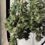 Семена конопли Divine Sativa от Divine Seeds - Smartshop-smartshop.ua®