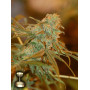 Семена конопли Lemon Skunk Feminised Gold от Error Seeds - Smartshop-smartshop.ua®
