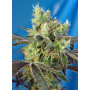 Cannabis seed variety DO-SWEET-DOS®