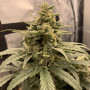 Cannabis seeds AK-47 XL from Divine Seeds at Smartshop-smartshop.ua®