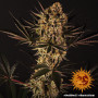 Cannabis seeds DOS SI DOS #33 from Barney's Farm at Smartshop-smartshop.ua®