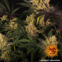 Cannabis seeds DOS SI DOS #33 from Barney's Farm at Smartshop-smartshop.ua®