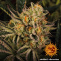 Cannabis seeds DOS SI DOS #33 from Barney's Farm at Smartshop-smartshop.ua®