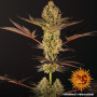 Cannabis seeds DOS SI DOS #33 from Barney's Farm at Smartshop-smartshop.ua®