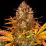 Насіння конопель Auto Dos Si Dos Feminised Silver від Error Seeds - Smartshop-smartshop.ua®