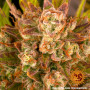 Cannabis seeds DOS SI DOS AUTO from Barney's Farm at Smartshop-smartshop.ua®