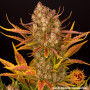 Cannabis seeds DOS SI DOS AUTO from Barney's Farm at Smartshop-smartshop.ua®