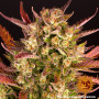 Cannabis seeds DOS SI DOS AUTO from Barney's Farm at Smartshop-smartshop.ua®