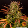 Cannabis seeds DOS SI DOS AUTO from Barney's Farm at Smartshop-smartshop.ua®