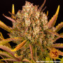 Cannabis seeds DOS SI DOS AUTO from Barney's Farm at Smartshop-smartshop.ua®