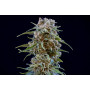 Семена конопли Durban Poison Feminised Gold от Error Seeds - Smartshop-smartshop.ua®