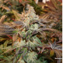 Насіння конопель Meringue Feminised Silver від Error Seeds - Smartshop-smartshop.ua®