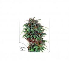 DURBAN POISON® - Dutch Passion