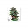 Cannabis seeds DURBAN POISON®