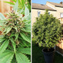 Cannabis seeds DURBAN POISON®