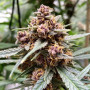 Cannabis seeds DURBAN POISON®