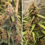 Семена конопли Durban Poison Feminised Gold от Error Seeds - Smartshop-smartshop.ua®