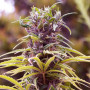 Семена конопли Durban Poison Feminised Gold от Error Seeds - Smartshop-smartshop.ua®