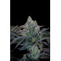 Cannabis seed variety GORILLA Cookies FF