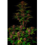 Семена каннабиса PURPLE HAZE Auto™