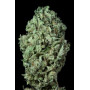 Cannabis seed variety Auto Sour Diesel Feminised Silver