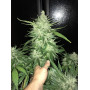 Cannabis seed variety CBD Auto 1:1 (CBD CRACK)