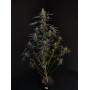 Cannabis seed variety NORTHERN LIGHTS Auto