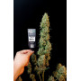 Сорт семян каннабиса Original AUTO JACK HERER