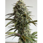 Сорт семян каннабиса Original AUTO SKUNK
