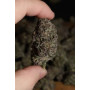 Семена каннабиса LEMON CHERRY RUNTZ ™