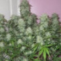 Семена каннабиса West Coast O.G. Auto