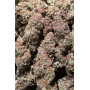 Семена каннабиса GG4 ™ (Gorilla Glue)