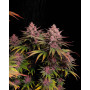 Cannabis seed variety Purple LEMONADE FF