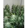 Сорт семян каннабиса Original AUTO SKUNK