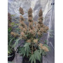 Семена каннабиса TROPICANA Cookies Auto